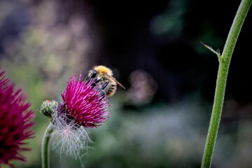 Macro shot of a bee pollinating a flower and collecting nectar with blurry background