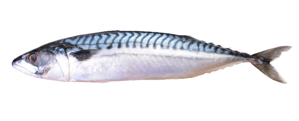 Fish mackerel isolated on white