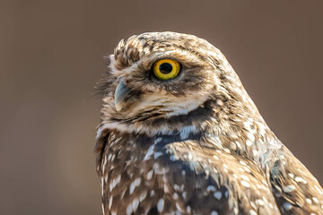 Obraz premium A Burrowing Owl in Tucson, Arizona