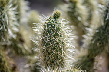 A flowering cactus in Organ Pipe Cactus NM, Arizona