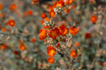 An Apricot Mallow in Organ Pipe Cactus NM, Arizona