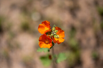 An Apricot Mallow in Organ Pipe Cactus NM, Arizona