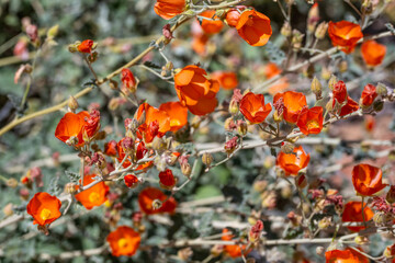 An Apricot Mallow in Organ Pipe Cactus NM, Arizona