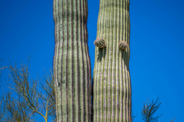 A long slender Saguaro Cactus in Organ Pipe Cactus NM, Arizona