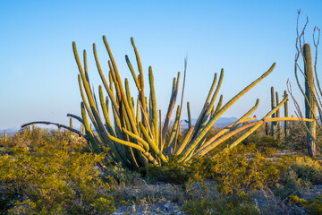 An Organ Pipe Cactus in Organ Pipe Cactus NM, Arizona
