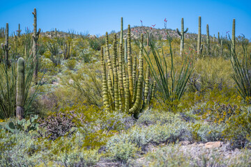 An Organ Pipe Cactus in Organ Pipe Cactus NM, Arizona