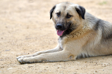 Anatolian Shepherd Portrait: Majestic, Big-Hearted Guardian with Tongue Out, , resting on the dirt...
