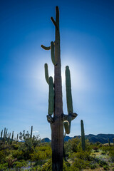 A long slender Saguaro Cactus in Organ Pipe Cactus NM, Arizona