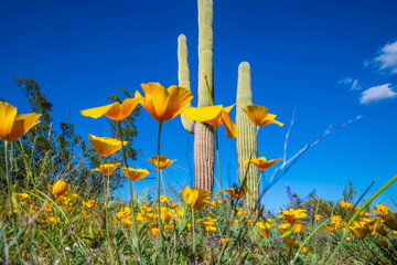 An overlooking view of Organ Pipe Cactus NM, Arizona