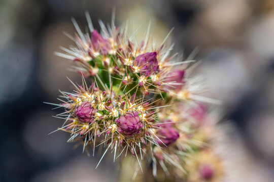 A flowering cactus in Organ Pipe Cactus NM, Arizona