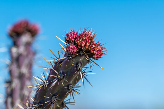 A flowering cactus in Organ Pipe Cactus NM, Arizona