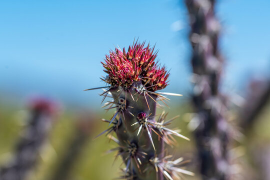 A flowering cactus in Organ Pipe Cactus NM, Arizona