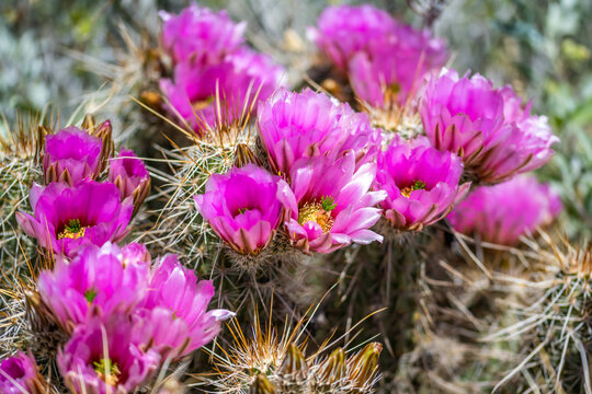 A flowering cactus in Organ Pipe Cactus NM, Arizona