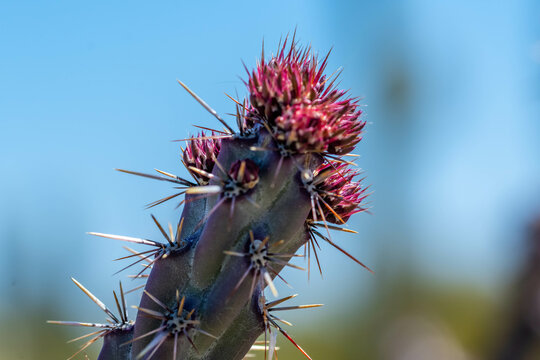 A flowering cactus in Organ Pipe Cactus NM, Arizona