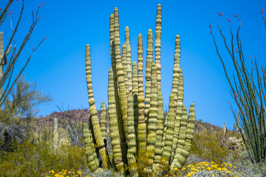 An Organ Pipe Cactus in Organ Pipe Cactus NM, Arizona