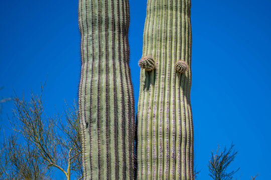 A long slender Saguaro Cactus in Organ Pipe Cactus NM, Arizona