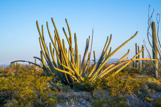 An Organ Pipe Cactus in Organ Pipe Cactus NM, Arizona