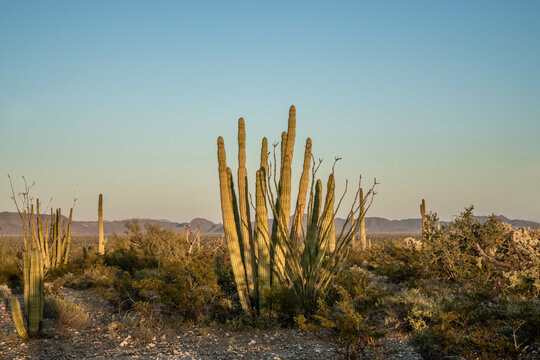 An Organ Pipe Cactus in Organ Pipe Cactus NM, Arizona