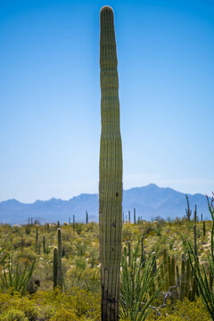 A long slender Saguaro Cactus in Organ Pipe Cactus NM, Arizona