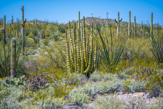 An Organ Pipe Cactus in Organ Pipe Cactus NM, Arizona