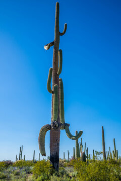 A long slender Saguaro Cactus in Organ Pipe Cactus NM, Arizona