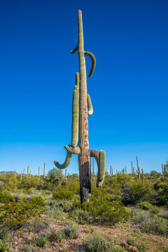A long slender Saguaro Cactus in Organ Pipe Cactus NM, Arizona