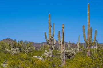 An overlooking view of Organ Pipe Cactus NM, Arizona