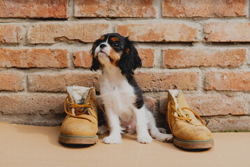 Tricolor cavalier king charles spaniel puppy dog.