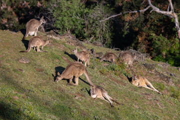 Group of kangaroos grazing and lying on rocky hillside in Australia