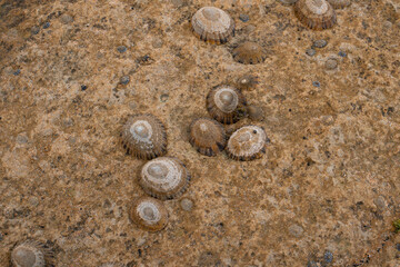 Shells, Limpets and barnacles on a rocky shore surface