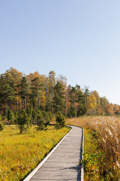 Broadwalk turning into the autumn woods