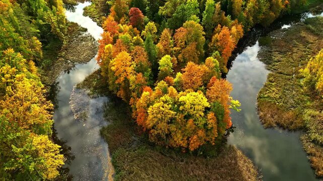 Natural Wetland Marsh During Fall Season With Colorful Trees - Aerial Drone Shot