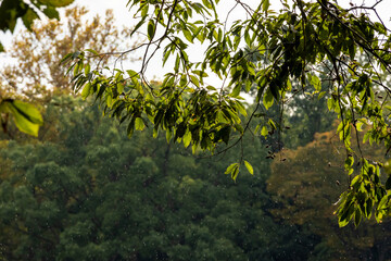 雨の風景