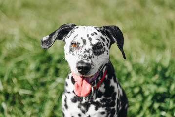 black and white slim and muscular spotted Dalmatian dog in red collar sitting in park with green grass outdoors in hot sunny summer day, tongue out, dogwalking concept