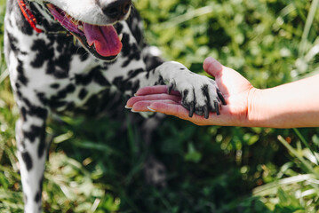 black and white slim and muscular spotted Dalmatian dog in red collar sitting ant giving paw to...