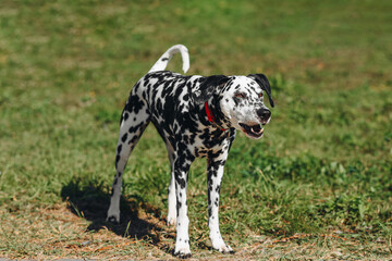 black and white slim and muscular spotted Dalmatian dog in red collar standing in park with green grass outdoors in hot sunny summer day, dogwalking concept