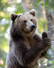Fototapeta premium A bear is trying to climb on a tree in jungle