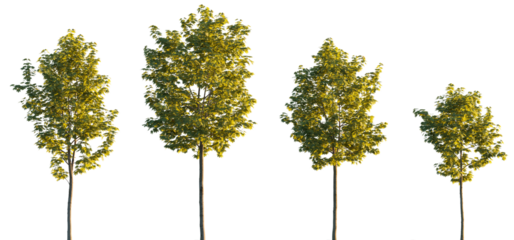 Sycamore platanus maple street trees in golden hour sunset lighting isolated png on a transparent background premium cutout