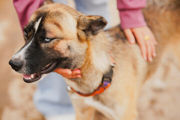 A close-up of a friendly dog being petted by a person, showcasing its unique fur and expressive eyes. The connection between the dog and human creates a heartwarming scene.