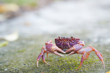 vibrant crab walking on textured surface, showcasing its claws and colors