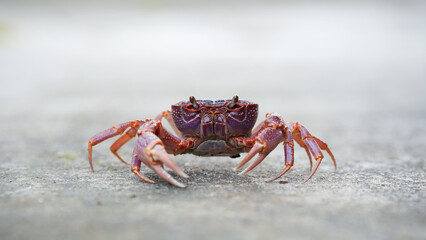 close up view of crab showcasing its vibrant colors and details