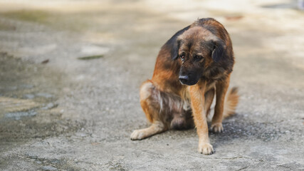 sad dog sitting on concrete surface, looking down with forlorn expression. dogs fur is mix of brown and black, blending with natural surroundings