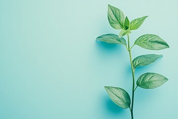 Fototapeta premium Green Leaves on Blue Background - Minimalist Nature Photography
