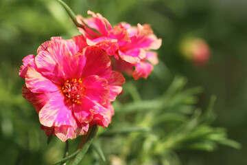 pink flower in the garden