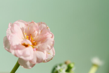 pink flower on green background