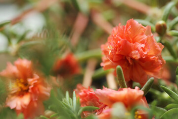red flower in the garden