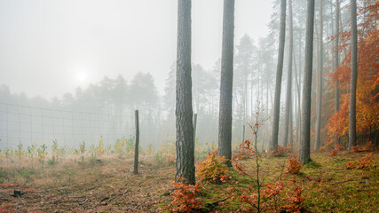 Mglisty, jesienny poranek w lesie na Mazurach. © Janusz Lipiński