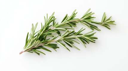 Fototapeta premium Sprigs of rosemary on a white background
