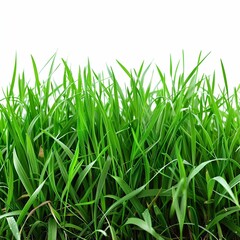 green grass isolated on white