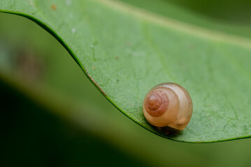 Snail relaxing on a green leaf. Marco photography